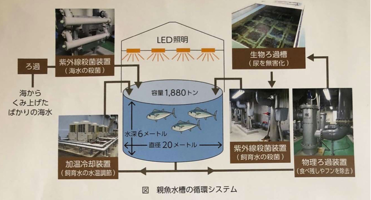 クロマグロ親魚水槽の様子