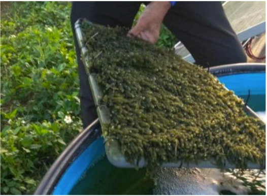 成果が期待される海ぶどう