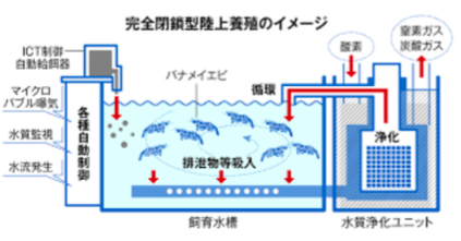 バナメイエビ完全閉鎖型陸上養殖